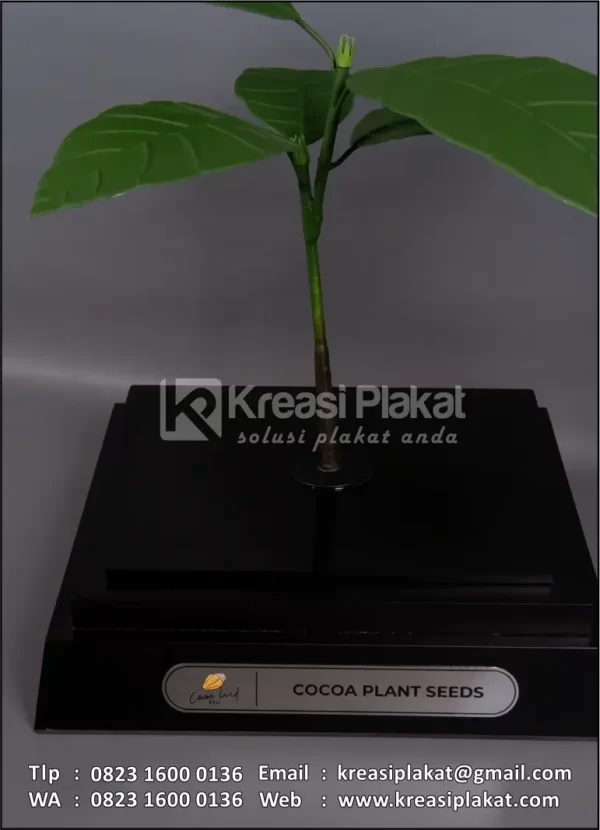 Detail Souvenir Miniatur Cocoa Plant Seeds